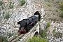 Henschel 28366 - ŽS "33-087"
10.09.2007 - Svrljiška Topla
Theo Stolz